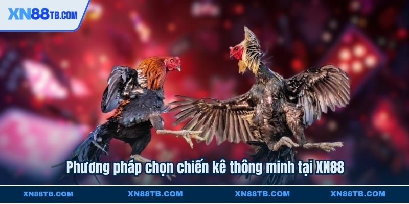Phương pháp chọn chiến kê thông minh tại XN88